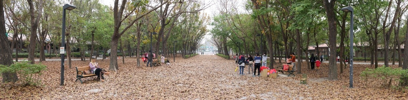 alt-The annual Honduras Mahogany leaf-dropping season at Kaohsiung Metropolitan Park every March attracts visitors who come to appreciate the limited-time beauty of nature's fallen leaf carpet